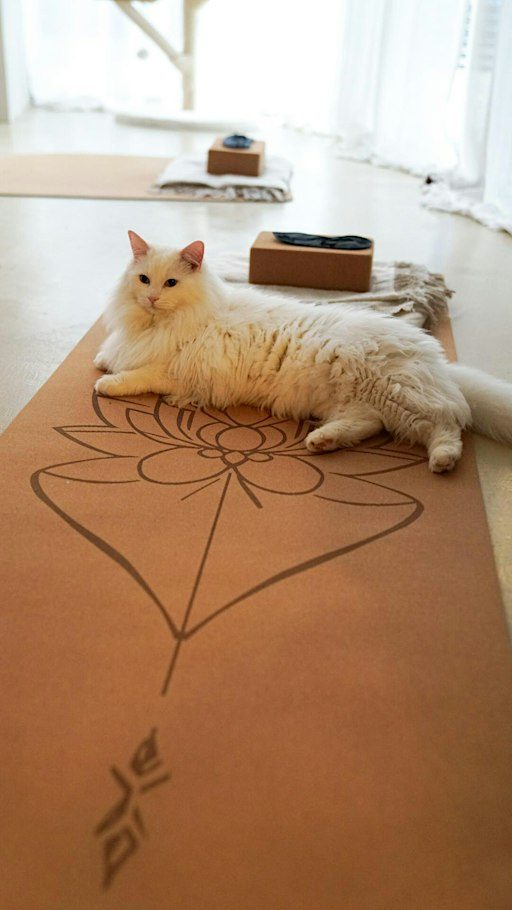 Cat Yoga