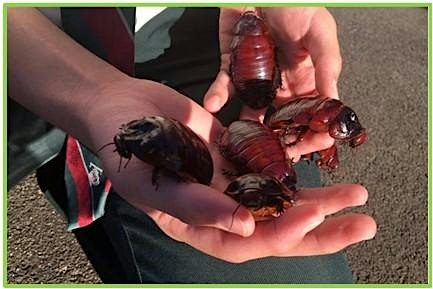 Backyard Bugs, ages 5-12 $3.00 per child