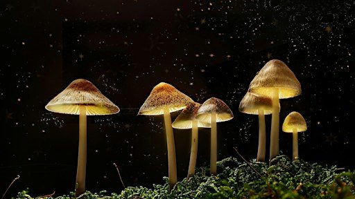 The Science of Magic Mushrooms