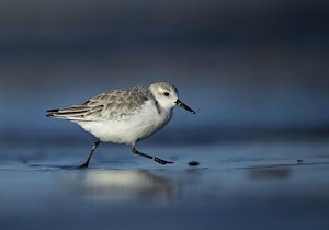 Coach Trip: RSPB Titchwell Marsh