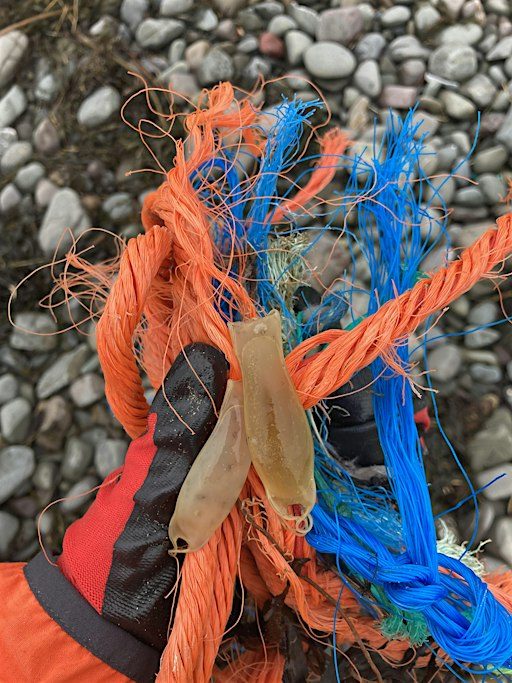 Rubbish discussion: A collaborative conversation about coastal litter