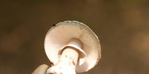 Mushroom Foray at Grindleford, Peak District